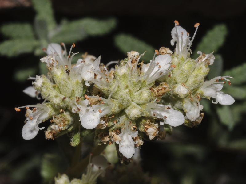 Teucrium murcicum.10