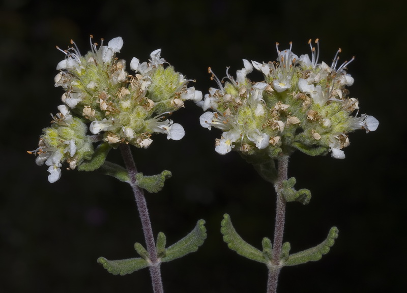Teucrium murcicum.14