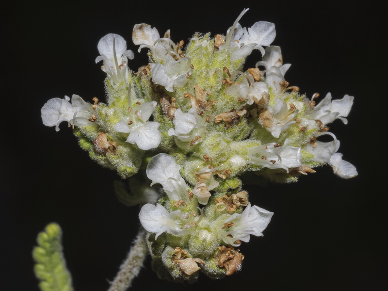 Teucrium murcicum.17