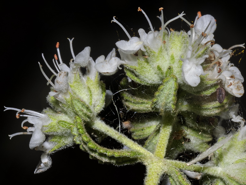 Teucrium murcicum.18