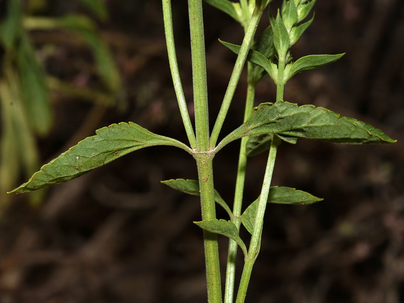 Teucrium oxylepis.02