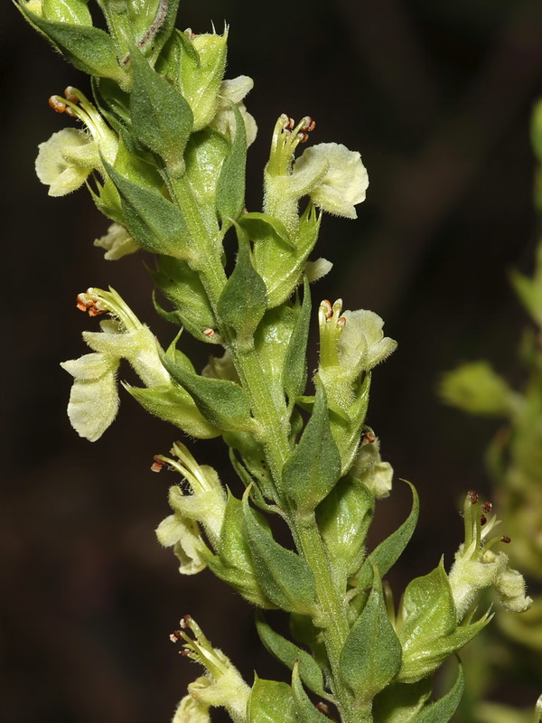 Teucrium oxylepis.05