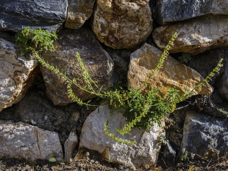 Teucrium oxylepis.06