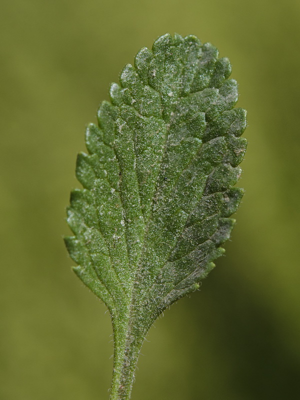 Teucrium oxylepis.12