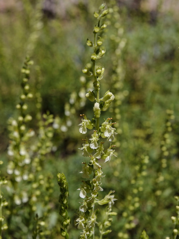 Teucrium oxylepis.17