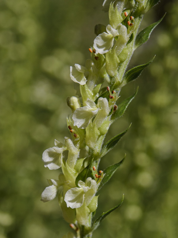 Teucrium oxylepis.19