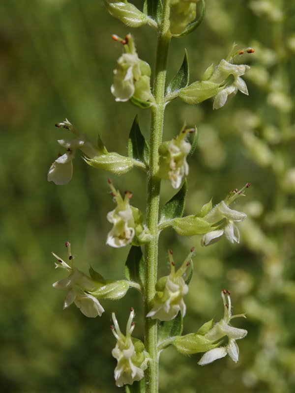 Teucrium oxylepis.20