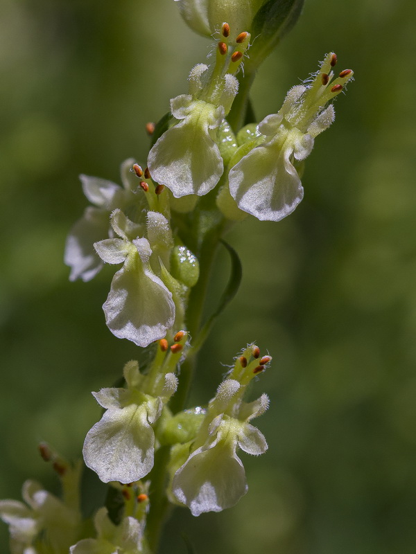 Teucrium oxylepis.22