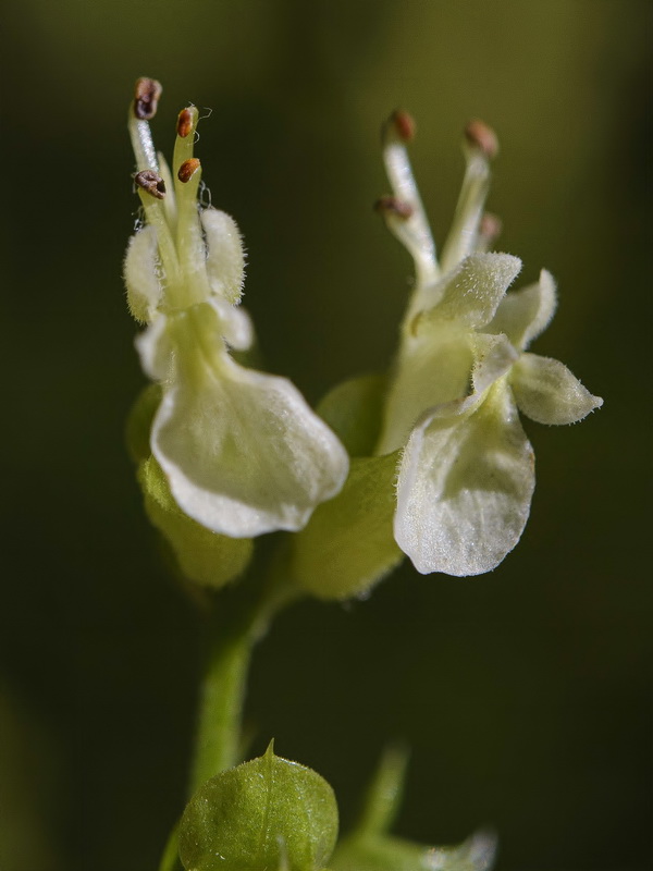 Teucrium oxylepis.25