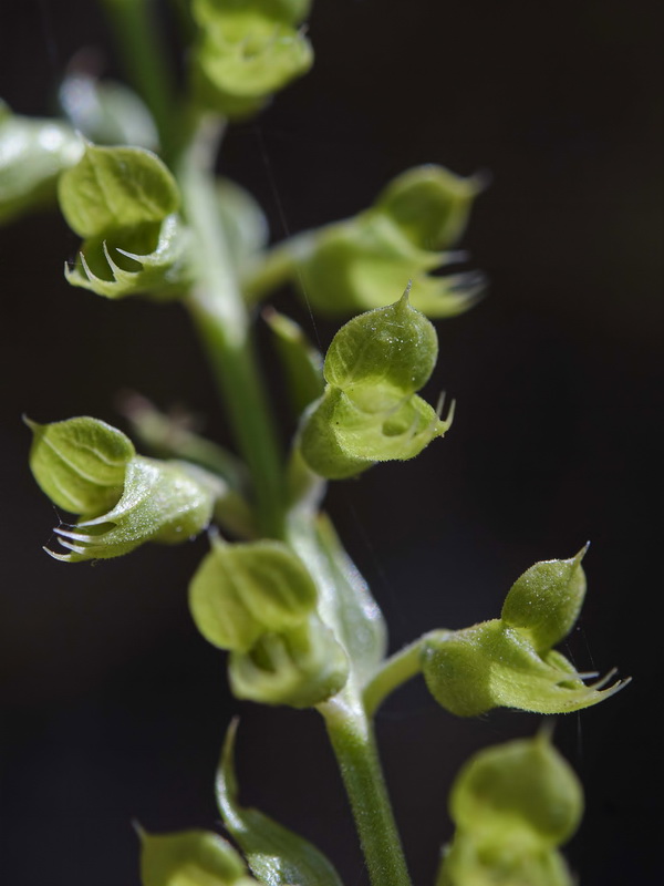 Teucrium oxylepis.26