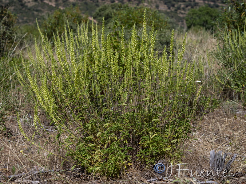 Teucrium oxylepis.01