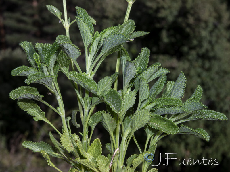 Teucrium oxylepis.35