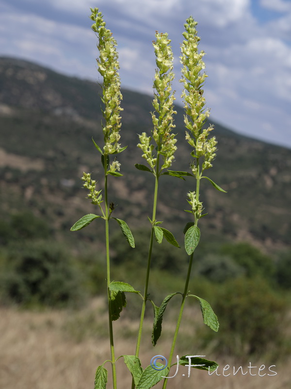 Teucrium oxylepis.36