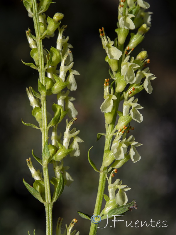 Teucrium oxylepis.04