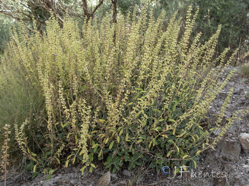 Teucrium oxylepis 2.02