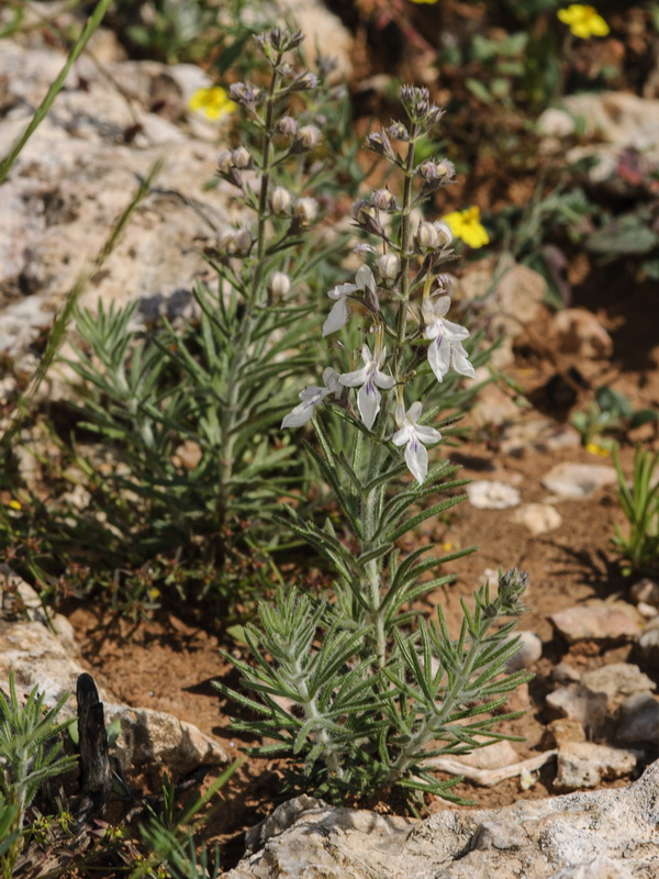 Teucrium pseudochamaepitys.03