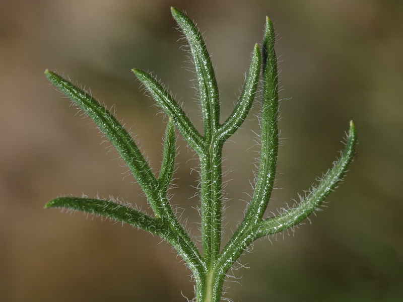 Teucrium pseudochamaepitys.04