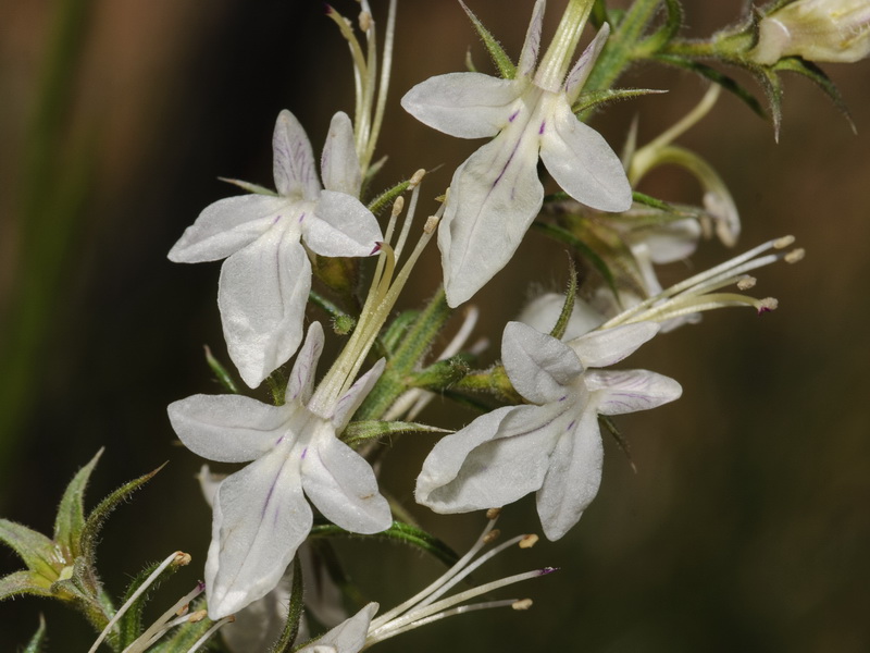 Teucrium pseudochamaepitys.08