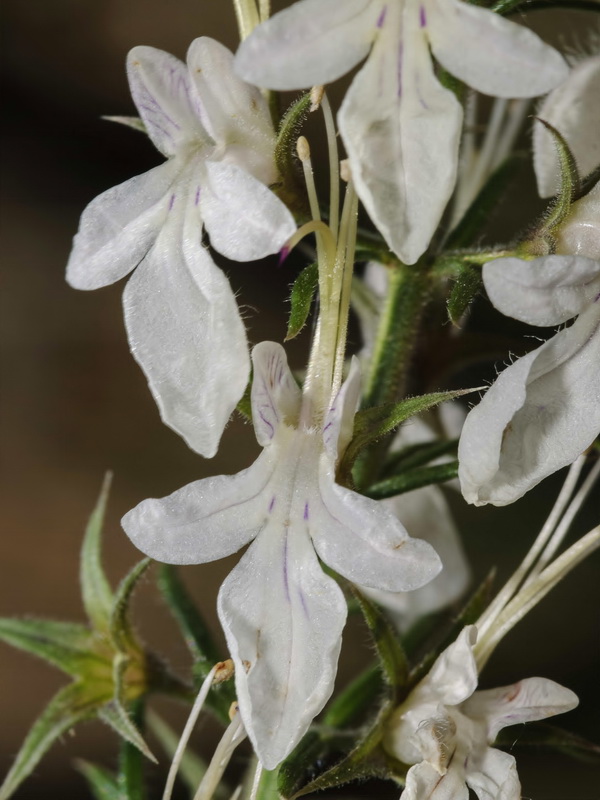 Teucrium pseudochamaepitys.10