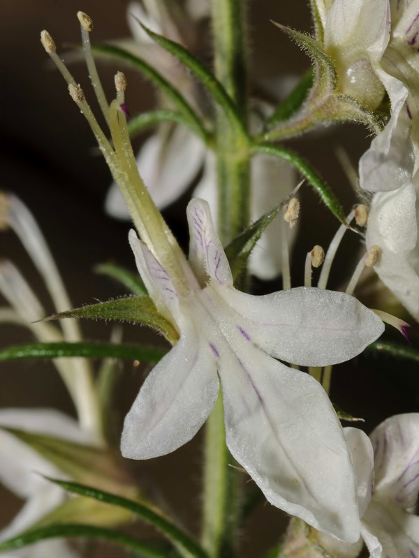 Teucrium pseudochamaepitys.11