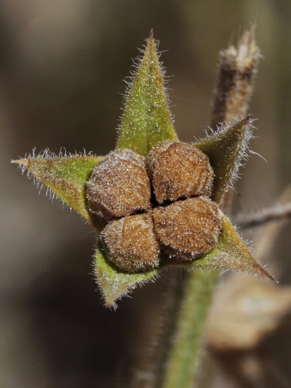 Teucrium pseudochamaepitys.13