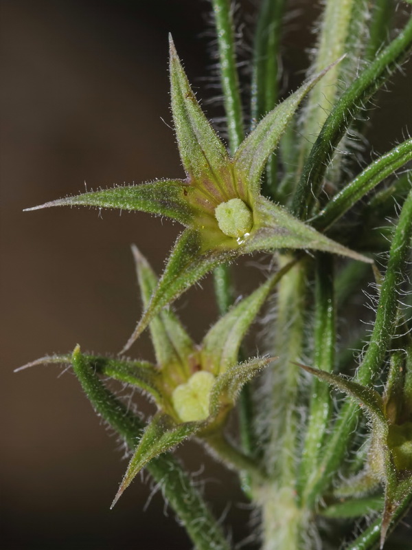 Teucrium pseudochamaepitys.14