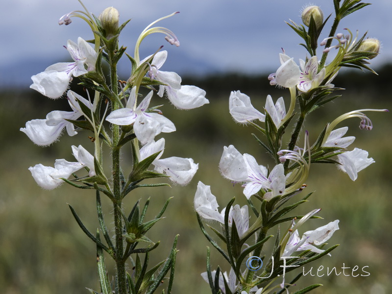 Teucrium pseudochamaepitys.16