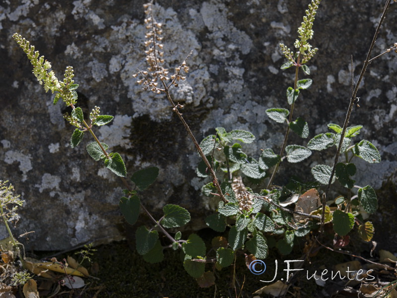 Teucrium pseudoscorodonia.01