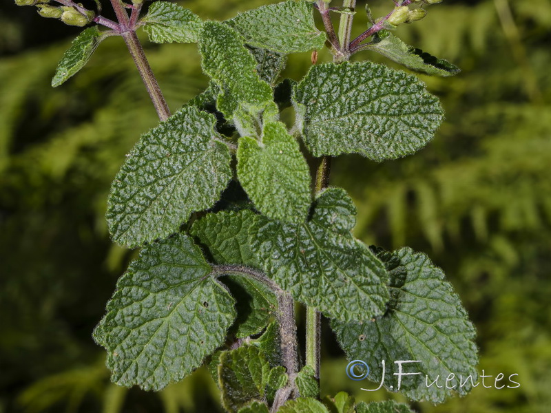 Teucrium pseudoscorodonia.02