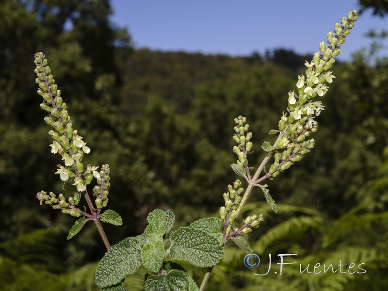 Teucrium pseudoscorodonia.03