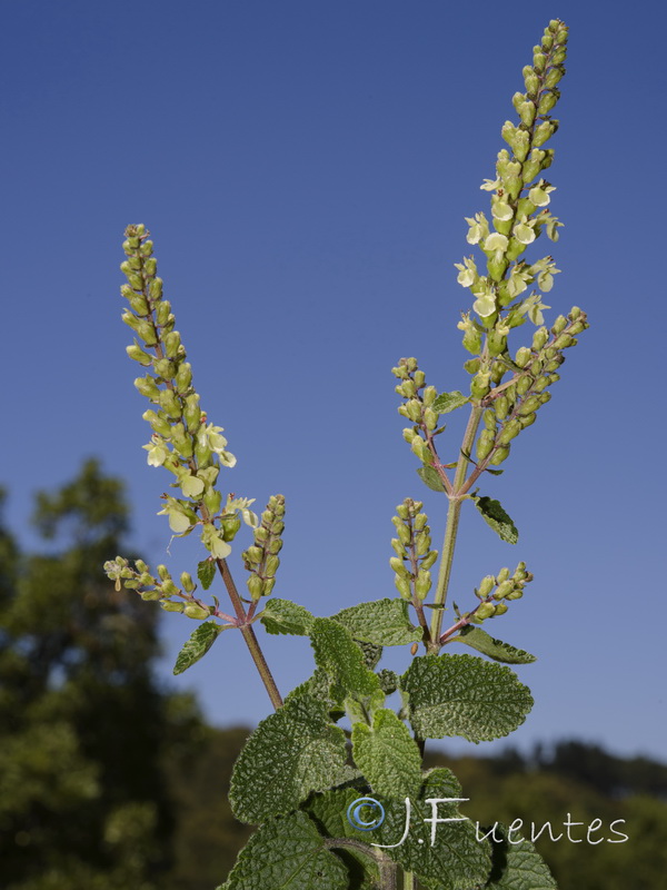Teucrium pseudoscorodonia.04
