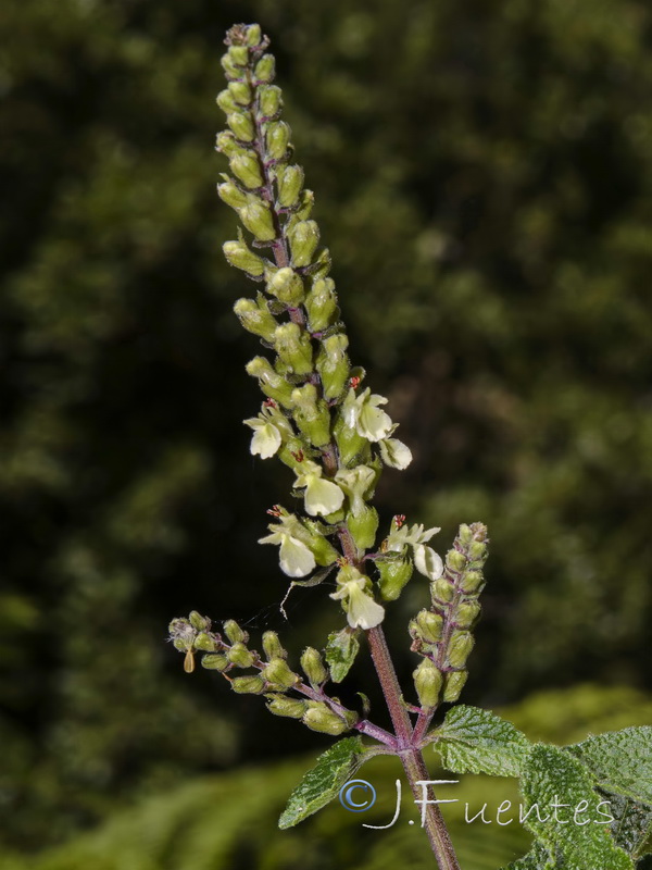 Teucrium pseudoscorodonia.05