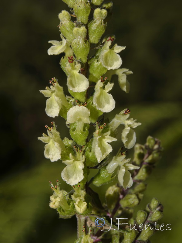 Teucrium pseudoscorodonia.06