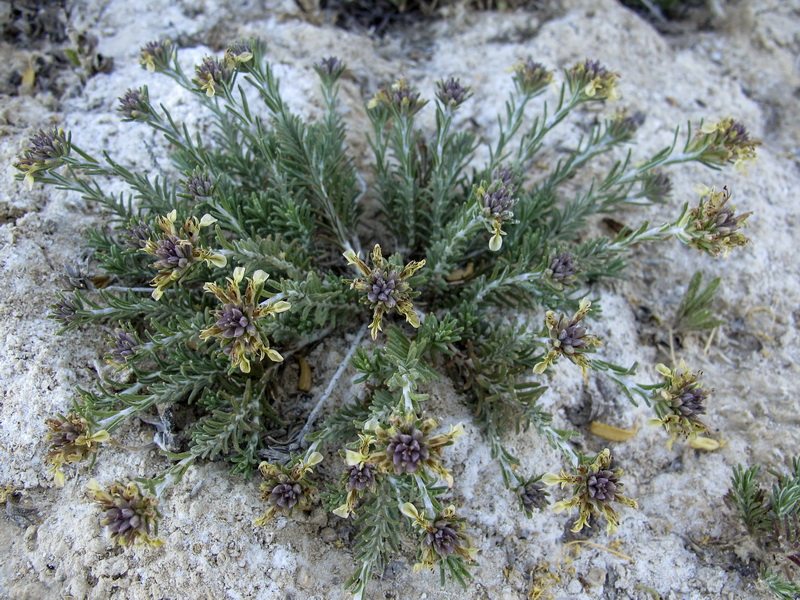 Teucrium pumilum.01