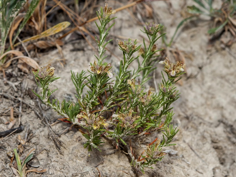 Teucrium pumilum.02