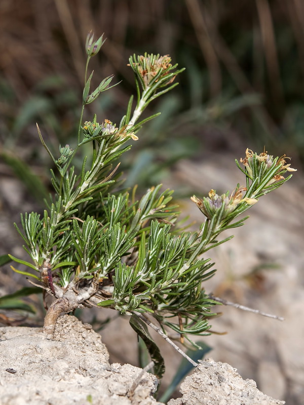 Teucrium pumilum.04