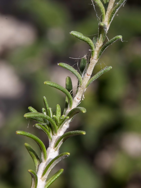Teucrium pumilum.07