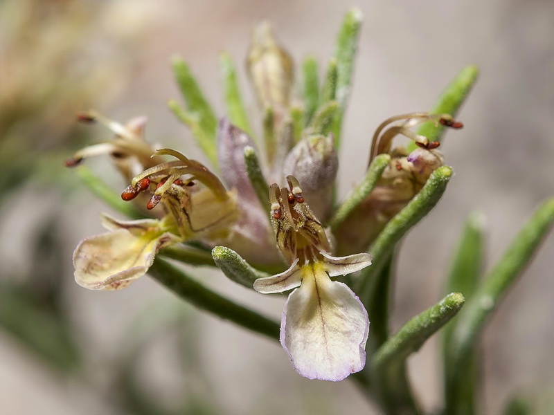 Teucrium pumilum.17