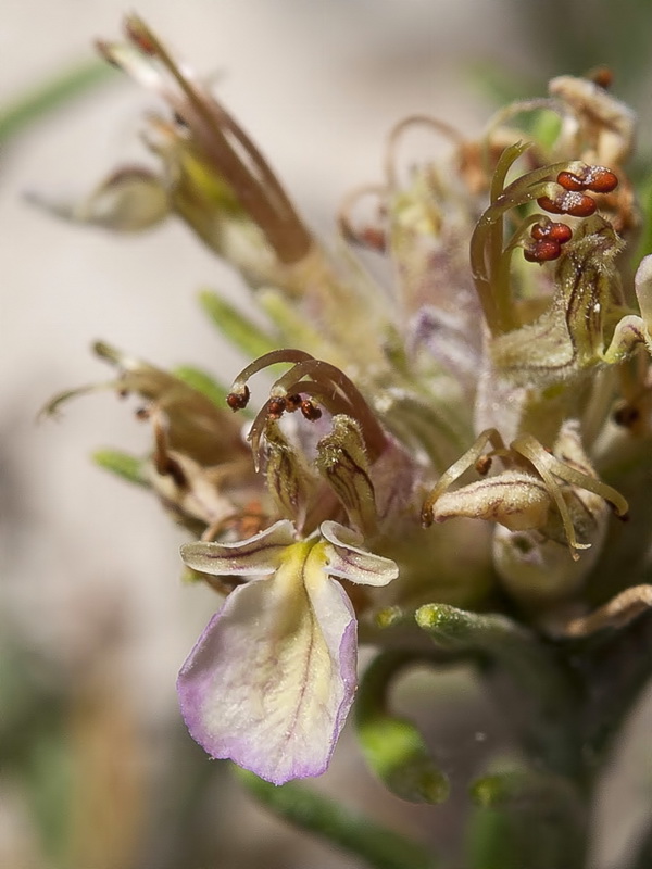 Teucrium pumilum.19