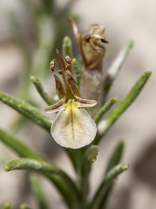 Teucrium pumilum.20