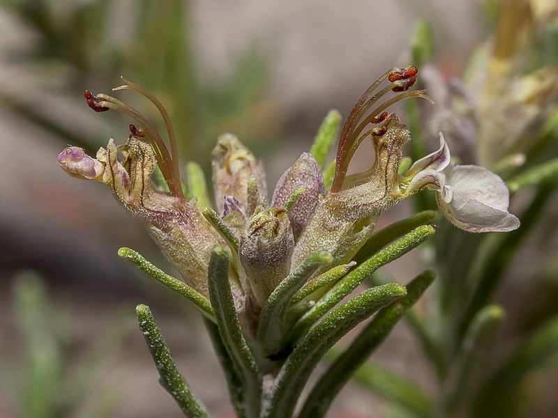 Teucrium pumilum.23