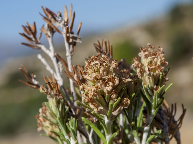 Teucrium pumilum.31