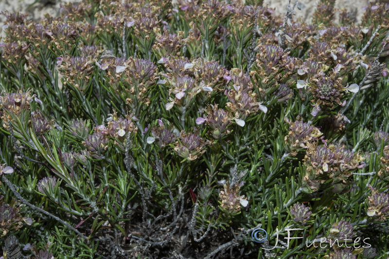 Teucrium pumilum.34