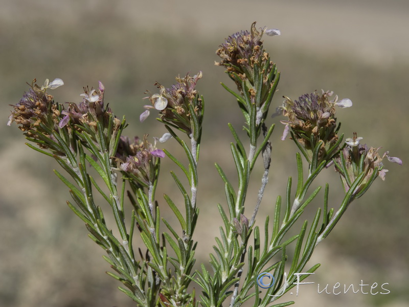 Teucrium pumilum.36