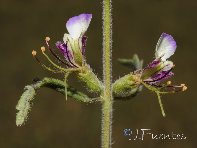 Teucrium resupinatum.02
