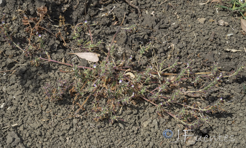 Teucrium resupinatum.03