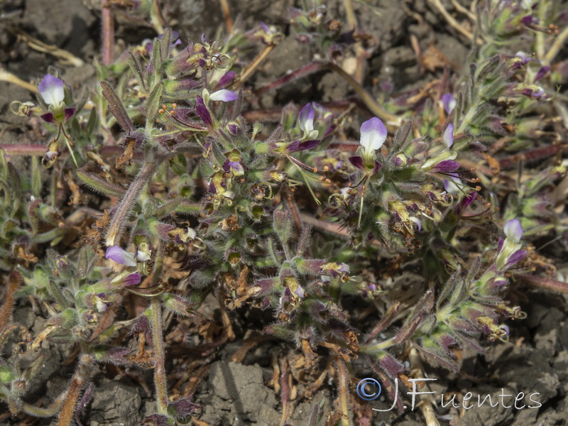 Teucrium resupinatum.04