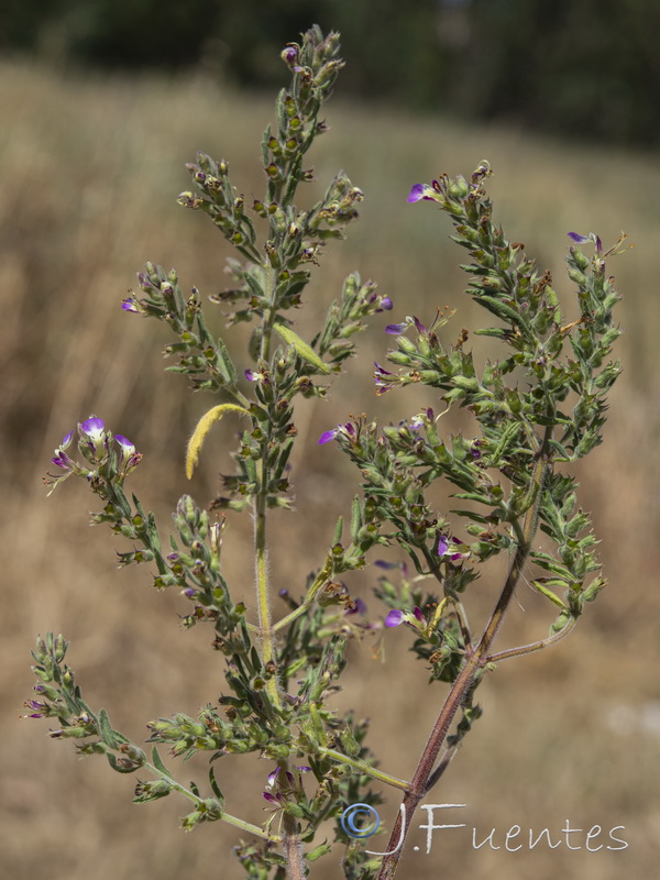 Teucrium resupinatum.10