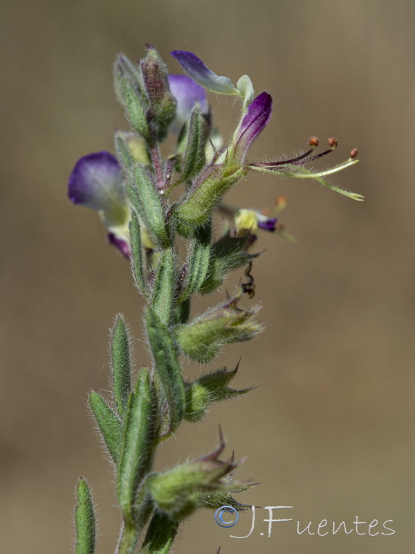 Teucrium resupinatum.11