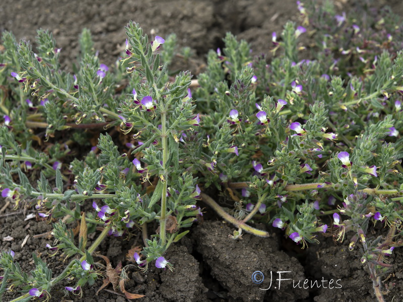 Teucrium resupinatum.13